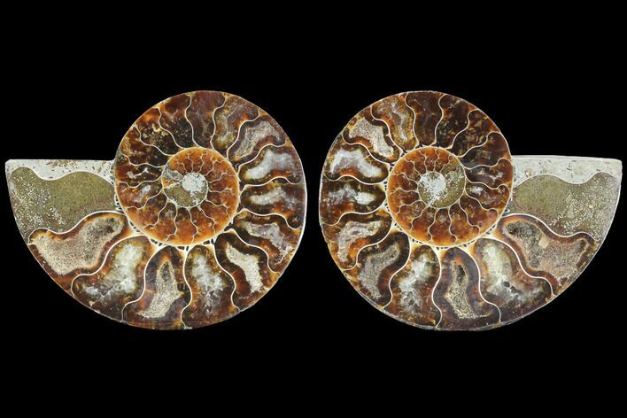 Sliced Ammonite Fossil - Agatized #125042